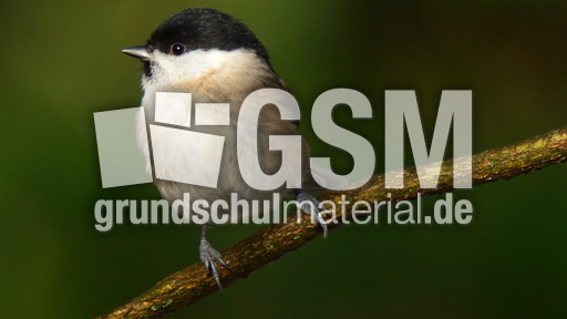 Tannenmeise (04).jpg